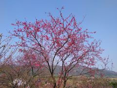 -天适樱花悠乐园