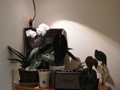 -本無咖啡·BeanWood Coffee