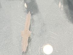 -干老四雅鱼饭店(滨江西路店)