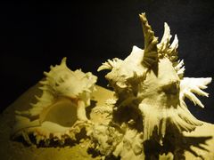 -亚龙湾中心广场·贝壳馆