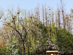 -大宁郁金香公园-停车场