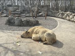 -北京野生动物园