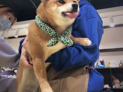 -逗柴咖啡屋·狗咖猫咖宠物桌游
