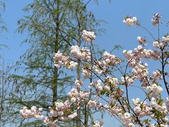 -顾村公园
