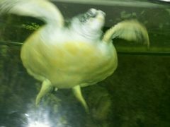 android_upload_pic-东方巨龟苑景区