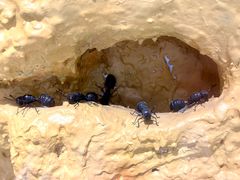 -上海昆虫博物馆