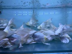 -华声天桥民俗文化园