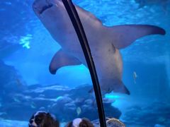 -太平洋海底世界