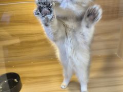 -猫十亿·布偶金渐层·曼基康矮脚猫舍(青年路店)