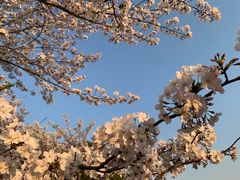 -高东镇樱花园