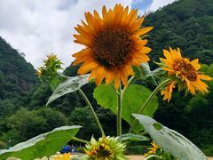 -花溪风景区