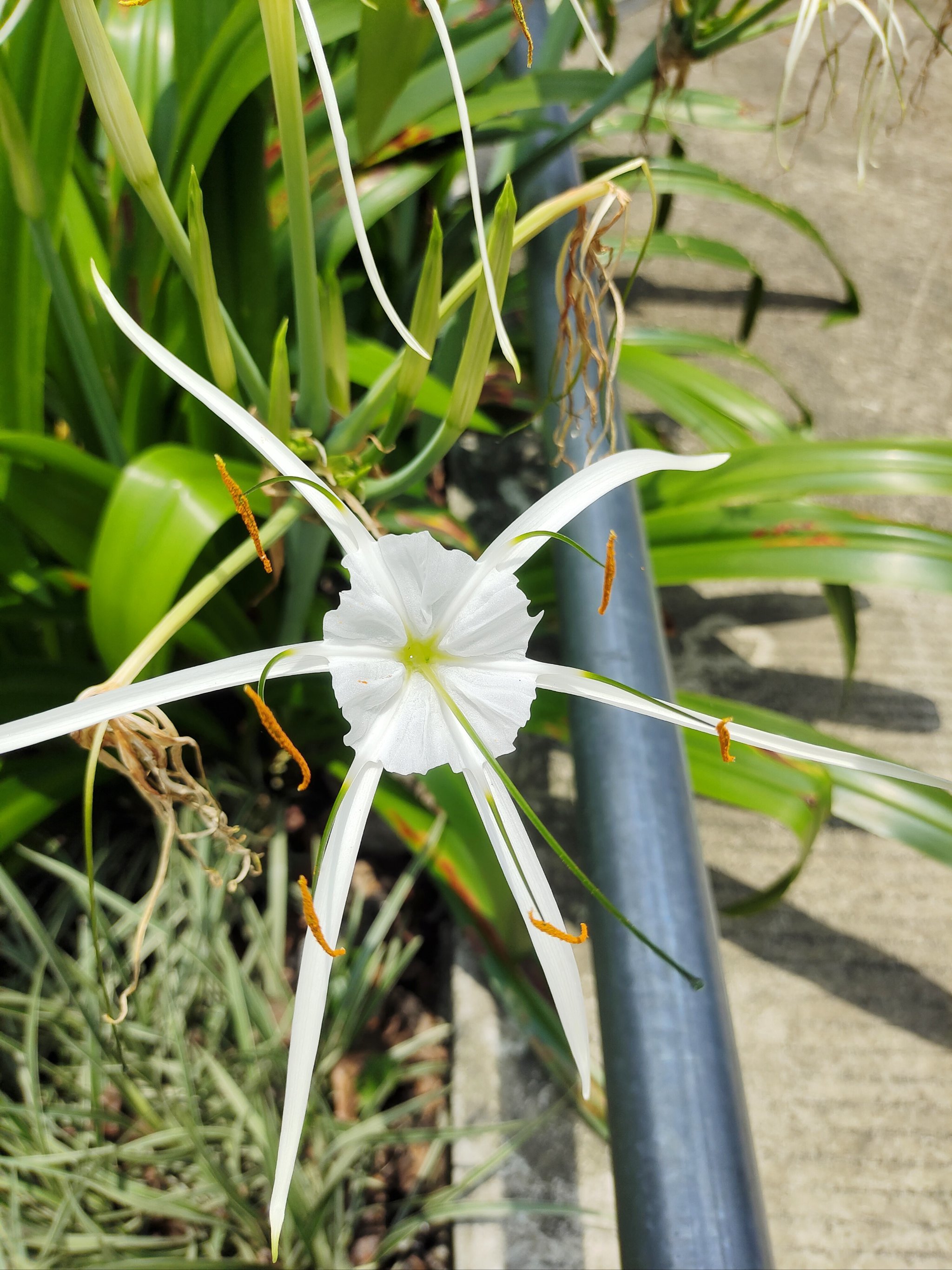 水鬼蕉外号吓人花开诡异!实际是稀有植物蜘蛛兰,花瓣如怪物触手
