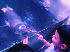 -暹罗海洋世界