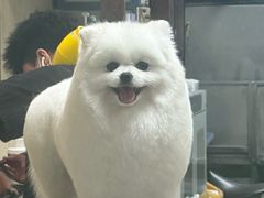 -喜洋洋宠物医院(震川路总店)