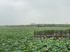 -天津东丽湖风景区