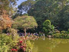 -深圳仙湖植物园