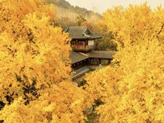 -千年银杏谷文化旅游区