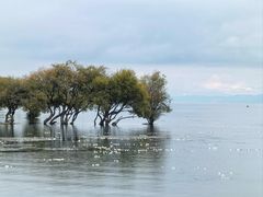 -洱海月湿地公园