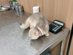 -米苏动物医院·犬猫专科·骨科外科内窥镜