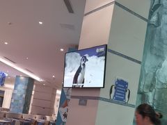 -帝企鹅自助餐厅•儿童岛•真企鹅(长隆企鹅酒店)