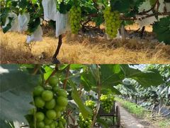 -马陆小张葡萄园农家乐