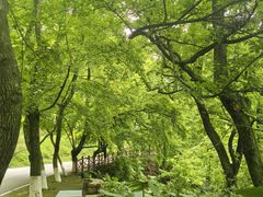 -广州市石门国家森林公园