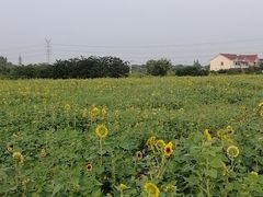 -梁鸿国家湿地公园
