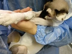 -安安宠医·安宠宠物医院