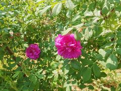 -小仙居·农家宴烤羊· 农庄