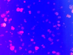 -福州罗源湾海洋世界旅游区