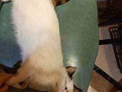 -猫色咖啡·猫咖