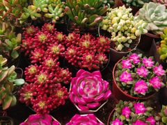 -花鸟鱼虫鲜花绿植市场(玉泉路店)