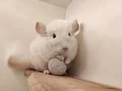 -龙猫仔乐园(惠福东路店)