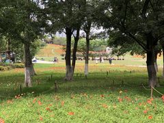 -秀丽东方