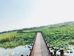 -荷塘月色湿地公园·向阳花洲