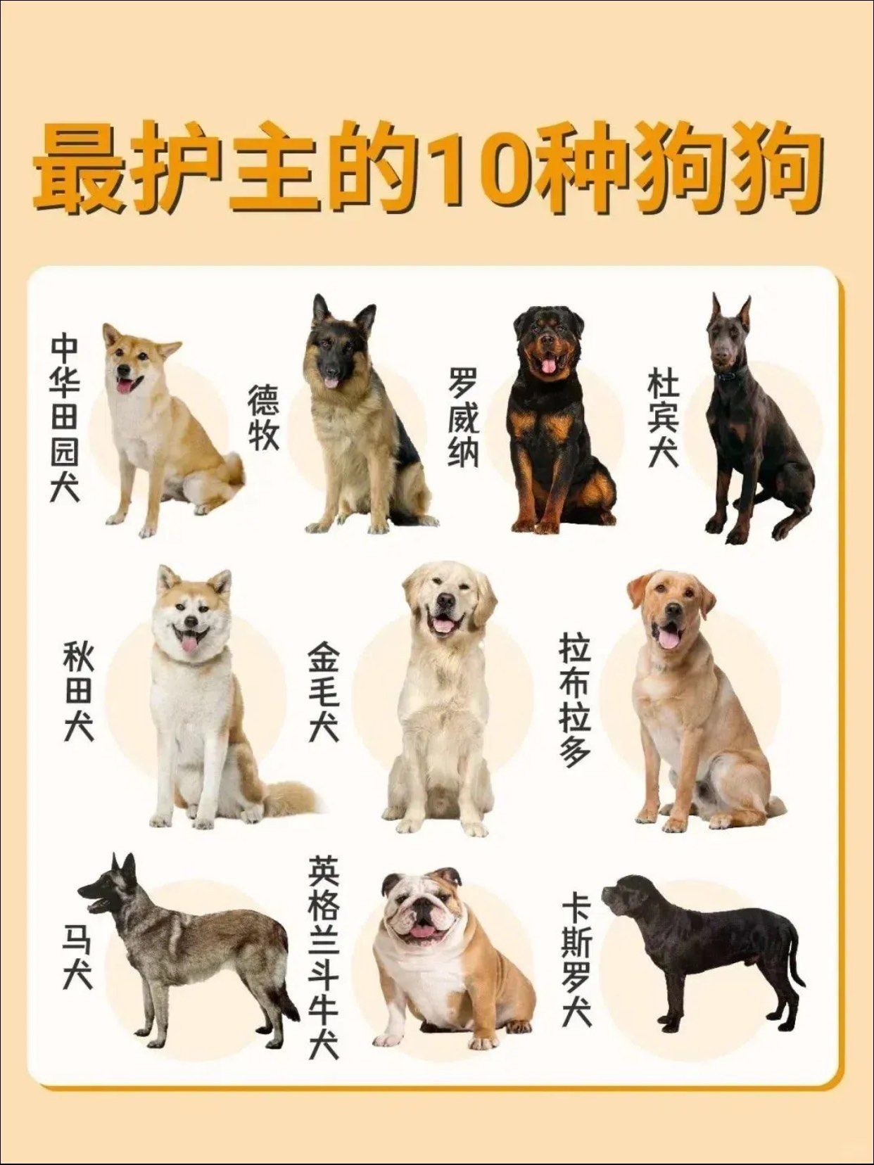 最忠心护主的十种狗狗