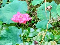 -深圳仙湖植物园