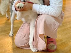 -Husky Go! 哈士奇体验馆·宠物咖啡厅狗咖