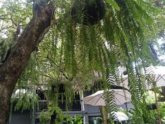 -Fern Forest Cafe