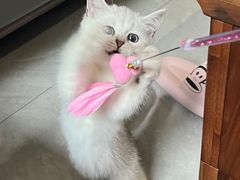 -艾贝尔宠物医院·24H转诊中心·肿瘤猫专科(江宁双龙店)