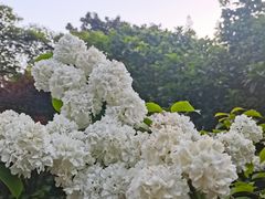 -上海滨江森林公园