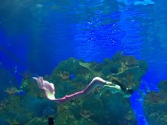 -芜湖新华联大白鲸海洋公园