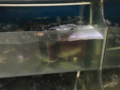 -滇香肴·云南菜蒸汽石锅鱼(云南北路店)