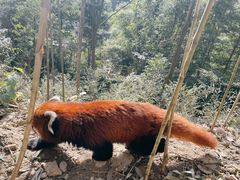 -都江堰中华大熊猫苑