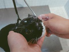 -PETKIT 小佩宠物·低压洗护·美容·寄养(安远店)