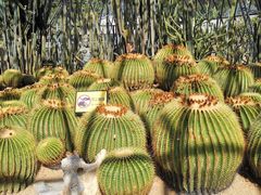 -深圳仙湖植物园