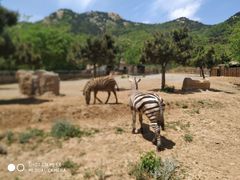 -青岛森林野生动物世界
