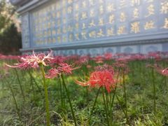 -西安大兴善寺