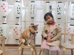 -柴迷FANS CLUB·柴犬狗咖·猫咖