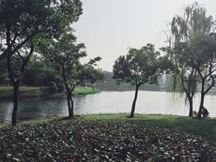 -贡湖湾湿地公园